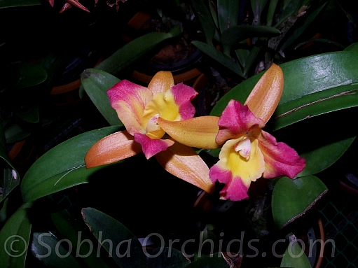 cattleya brazilian starbright